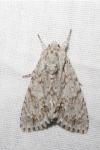 Acronicta aceris