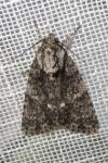 Acronicta rumicis