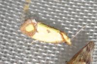 Agapeta zoegana