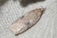 Agonopterix propinquella