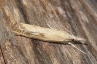 Agriphila inquinatella