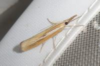 Agriphila tristella