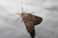 Agrotis exclamationis