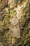 Agrotis bigramma