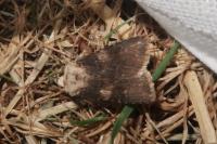 Agrotis puta