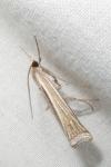 Ancylolomia tentaculella