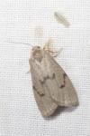 Apaidia mesogona