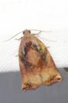 Archips podana
