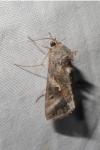 Autographa gamma
