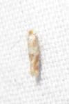 Bucculatrix ulmella