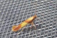 Caloptilia alchimiella