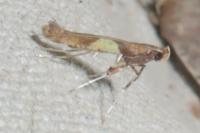 Caloptilia