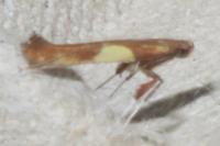 Caloptilia
