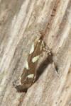 Calybites phasianipennella