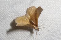 Camptogramma bilineata
