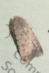 Caradrina clavipalpis