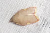 Carcina quercana