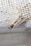 Cataclysta lemnata