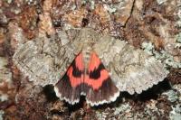 Catocala nupta