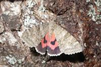 Catocala nupta