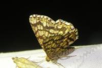 Chiasmia clathrata