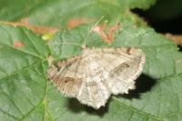 Chiasmia aestimaria