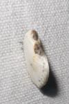 Cilix glaucata/hispanica