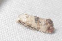 Cochylis posterana