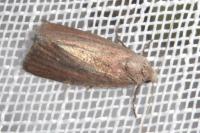 Coenobia rufa