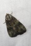 Craniophora ligustri