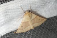 Crocallis elinguaria