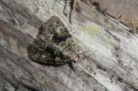 Cryphia algae