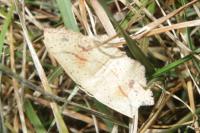 Cyclophora punctaria