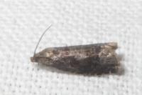 Cydia splendana