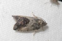 Cydia splendana