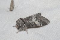 Drymonia querna