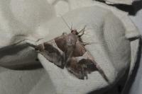Dysgonia algira