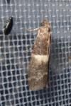 Elegia similella