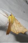 Ennomos alniaria