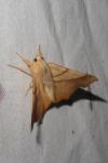 Ennomos fuscantaria