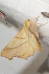 Ennomos fuscantaria