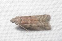 Ephestia elutella/woodiella