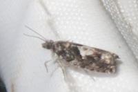 Epinotia immundana