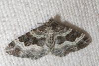 Epirrhoe alternata