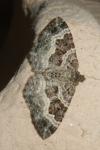Epirrhoe alternata