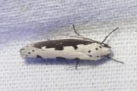 Ethmia bipunctella