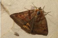 Euclidia glyphica