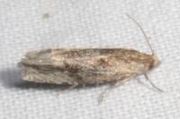 Eucosma