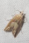 Eucosma conterminana