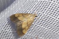 Evergestis limbata